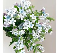 Semi di Evolvulus nuttallianus - prato giardino resistenti in vaso esterno perenni appartamento 150pcs