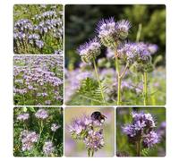 semi di facelia giardino sul balcone all'aperto varietà antiche biologiche Aiuole rialzate per il giardino in vaso roccioso recisi serre 250pcs