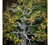 Semi di faggio europeo, Fagus sylvatica, esotiche resistenti acquistare un faggio comune Le perenni sono semi esotici 100pcs