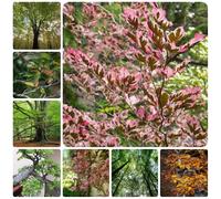 Semi di faggio europeo, Fagus sylvatica, rustiche per balconi da siepe resistenti il giardino giardino, sementi biologiche 20pcs