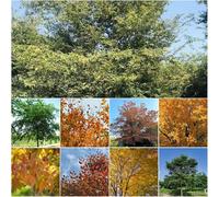 Semi di faggio europeo resistenti per il giardino, semi di esotici resistenti per balcone, 150 pezzi per tetti verdi.