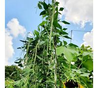 Semi di fagioli di fagiolo di asparagi, biologici Vigna unguiculata - balcone resistenti da orto, giardino sul balcone da orto 50pcs