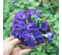semi di fagioli di farfallo - semi perenni le scalatrici sono resistenti giardino selvatico perenni 450pcs