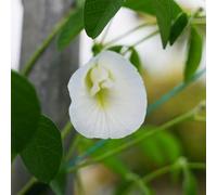 semi di fagioli di farfallo - semi pratoia scalatrici sono resistenti balcone resistenti decorativi 250pcs