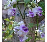 Semi di fagioli di lumaca - da balcone resistenti Vite Di Lumaca, Vigna Caracalla, rampicanti, rustiche, crescita rapida resistenti all'esterno 5pcs