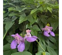 semi di fagioli di lumaca, esotici rare Vigna Caracalla, da balcone resistenti da balcone resistenti Le perenni sono 5pcs