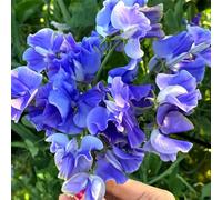 semi di fagioli di odore - semi giardino copertura del suolo esotica fragrante giardino primavera tagliati rocce scalatrici 200pcs