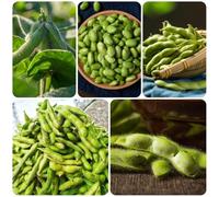 Semi di fagioli edamame, giardino di regali per giardinieri semi di invernali semi di antichi da giardino roccioso resistenti in 20pcs