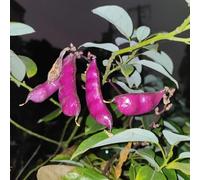 semi di fagioli elminti, orticole balcone con interna vecchie varietà Aiuole rialzate per il giardino interno giardino roccioso in vaso 10pcs