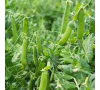 semi di fagioli invernali in resistenti all'aperto semi tetto verde resistenti 200pcs