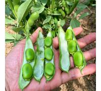 Semi di fagioli metrici - sostenibili aromatiche da giardino raro resistenti per giardini rocciosi giardino semi di verdi fave, balcone 25pcs