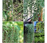 semi di fagioli - resistenti carnivori resistenti per il giardino di ufficio in giardino 50pcs