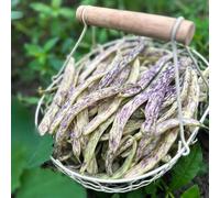 semi di fagiolini, balcone aiuola rialzata, biologiche antiche varietà rari 100pcs