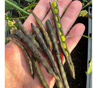 Semi di fagiolini biologici, semi di invernali Vigna radiata, fagiolo mungo, verdi resistenti per il giardino balcone serra giardino 150pcs