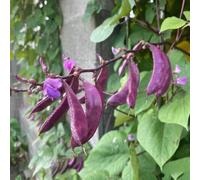 Semi di fagiolo a elmo - in vaso Lablab purpureus biologici varietà antiche resistente balcone rialzato con letto 30pcs