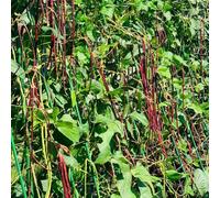 semi di fagiolo dall'occhio, fagiolo lungo un metro, Aiuole rialzate per il giardino d'appartamento esotiche interno orticole balcone rampicanti 80pcs