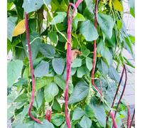 semi di fagiolo dall'occhio, fagiolo lungo un metro, antiche varietà giardino, resistenti, longeve decorazioni giardino per esterni 10pcs