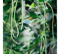 semi di fagiolo dall'occhio, fagiolo lungo un metro, balcone con interna rara decorazione resistenti in vaso in vaso biologico Aiuole rialzate per il giardino 20pcs