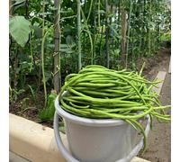 semi di fagiolo dall'occhio, fagiolo lungo un metro, giardino sul balcone d'appartamento esotiche giardino, resistenti, longeve roccioso 60pcs
