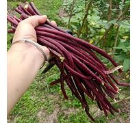 semi di fagiolo dall'occhio, fagiolo lungo un metro, in vaso giardino roccioso resistenti in vaso rampicanti copertura del terreno vecchie varietà 100pcs