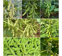 Semi di fagiolo edamame - da giardino edamame in semi esotici - Serie Rare letti elevati per giardino 45pcs