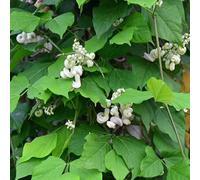 semi di fagiolo lumaca, da balcone autunnali resistenti semi di vecchie varietà regali per gli amanti del giardino per luoghi soleggiati 25pcs