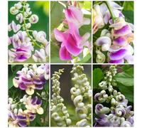 semi di fagiolo lumaca - per balconi resistenti per il giardino esotiche selvatici, tappezzanti, 100pcs