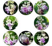 semi di fagiolo lumaca - Vigna caracalla - decorative da balcone da esterno biologici primavera 55pcs