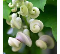 Semi di fagiolo lumaca, vite lumaca, resistenti per il giardino serre da balcone semi esotici per luoghi soleggiati regali per gli amanti del giardino vecchie 5pcs