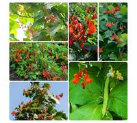 semi di fagiolo rampicante, giardino, balcone, vecchie varietà, fresche resistenti, 40pcs