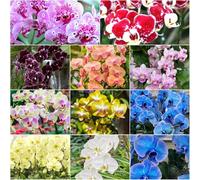 Semi di falaenopsi resistenti per balconi, di primavera balcone in banchi elevati Semi esotici per tetti verdi 100pz