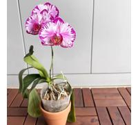 Semi di falaenopsis resistenti tetti verdi semi di giardino letto elevato per balcone interno 200pcs