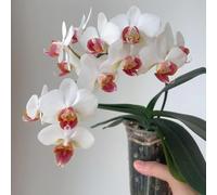 Semi di falaenopsis semi interni resistenti di orchidee a base perenne resistenti 220pcs