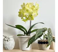 Semi di falaenopsis semi interni resistenti di orchidee perenne resistenti 220pcs