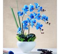 Semi di falaenopsis tetti verdi del balcone semi di orchidie a base di prato primavera esotica balcone orchidie giardino 400pcs