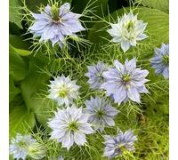 semi di fanciulla nel verde - copertura del terreno resistente esotiche 1000pcs