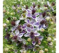 semi di fanciulla nel verde - in vere da balcone, perenni resistenti 800pcs