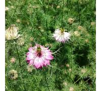 semi di fanciulla nel verde - interno esotiche varietà antiche 300pcs