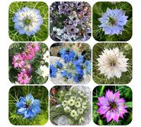 semi di fanciulla nel verde - per giardinieri esotiche resistenti per balcone 500pcs