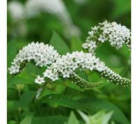 semi di farfallo lila balcone con letto elevato resistenti Le rocce del giardino sono resistenti semi pradera, balcone, 100pcs