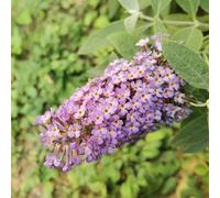 semi di farfallo lila decorazione Le rocce di giardino sono resistenti resistenti per giardino, interni semi balcone con letto 220pcs