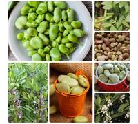 Semi di fava bio, Le perenni sono Semi di fagiolo metro, Vicia faba, esotiche resistenti vecchi semi di vegetali rare 60pcs