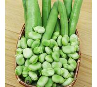 Semi di fava,resistenti per il giardino aiuole rialzate per giardino,da esterno semi di da appartamento,50pcs