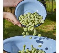 Semi di fava,semi di da appartamento,resistenti da giardino resistenti perenni semi biologici,facili da piantare da 30pcs