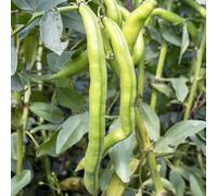 Semi di fava,semi di da appartamento,resistenti vaso,verdi da giardino resistenti perenni semi di 20pcs