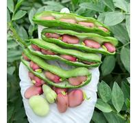 semi di fave - giardino esotiche balcone decorazione sul pluriennale 10pcs