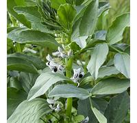 semi di fave - giardino sul balcone resistenti in vaso copertura del terreno Aiuole rialzate per il giardino roccioso rampicanti d'appartamento 25pcs