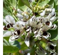 semi di fave - varietà esotiche antichi giardino biologici, antiche, campo aperto rialzata per orticole 8pcs