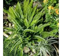 Semi di felce - balcone del giardino aromatiche medicinali per giardino di aromatiche da balcone selvatiche resistenti vecchie varietà 20pcs