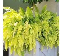 Semi di felce, felce resistente per giardino semi di d'appartamento facili da curare vecchie varietà rare 90pcs